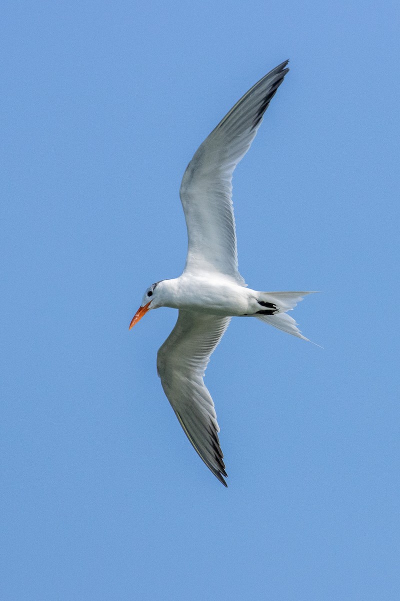 Royal Tern - ML638271886
