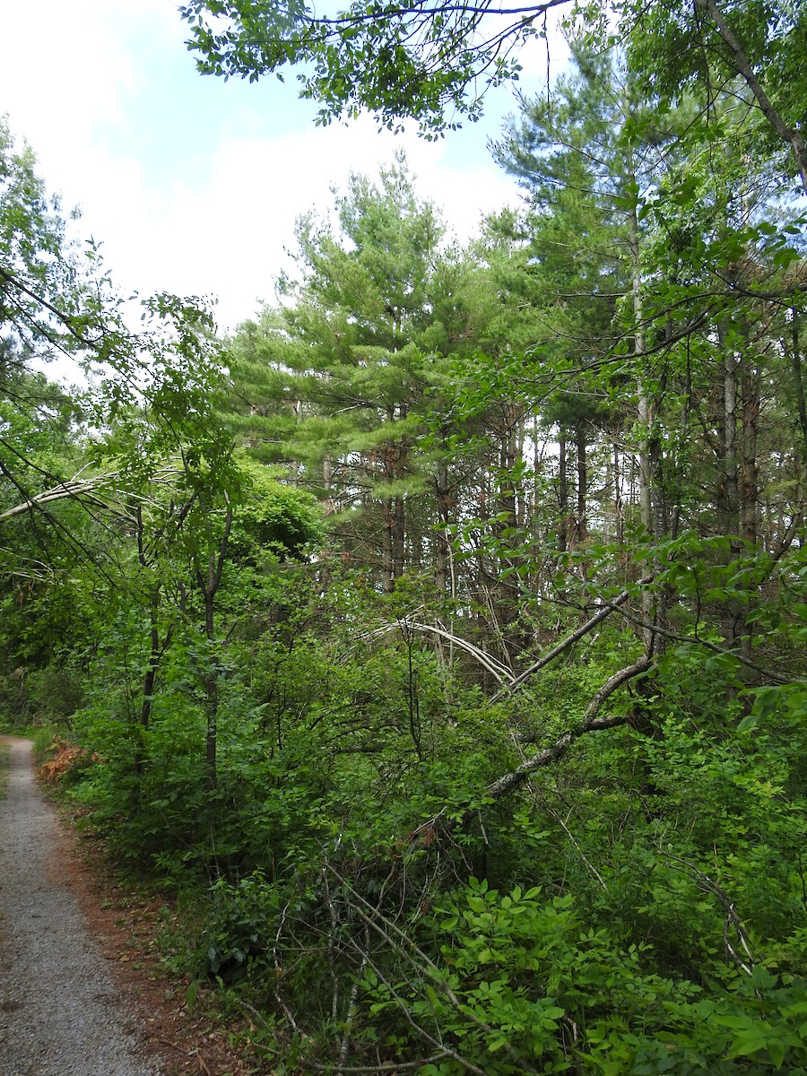 Cooper's Hawk - ML638271897
