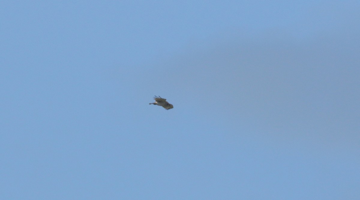 Short-toed Snake-Eagle - ML638271898