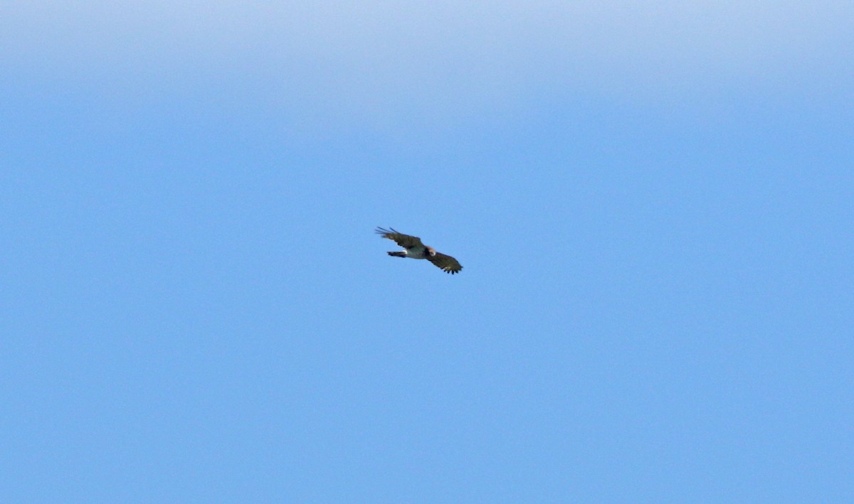 Short-toed Snake-Eagle - ML638271899