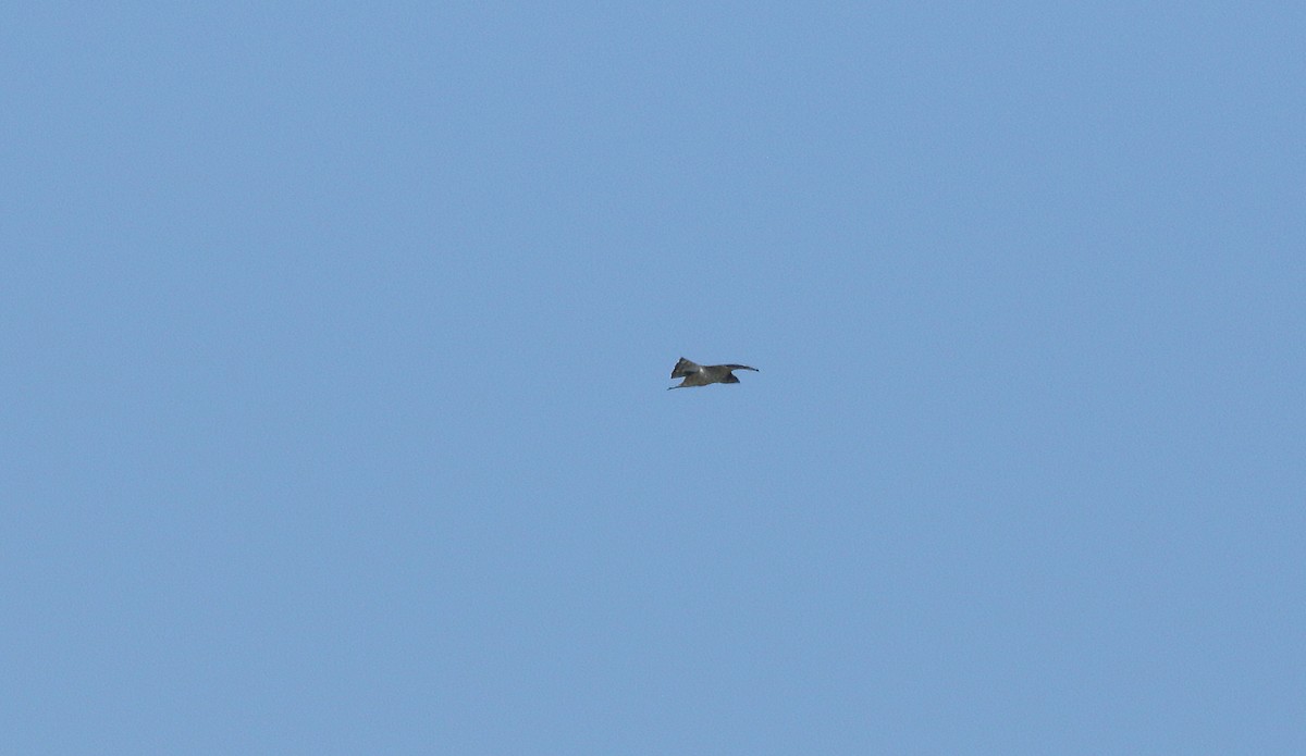 Short-toed Snake-Eagle - ML638271900