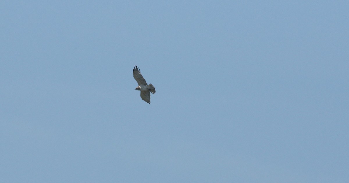 Short-toed Snake-Eagle - ML638271901