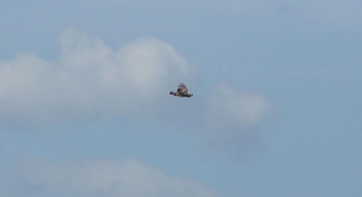 Short-toed Snake-Eagle - ML638271902