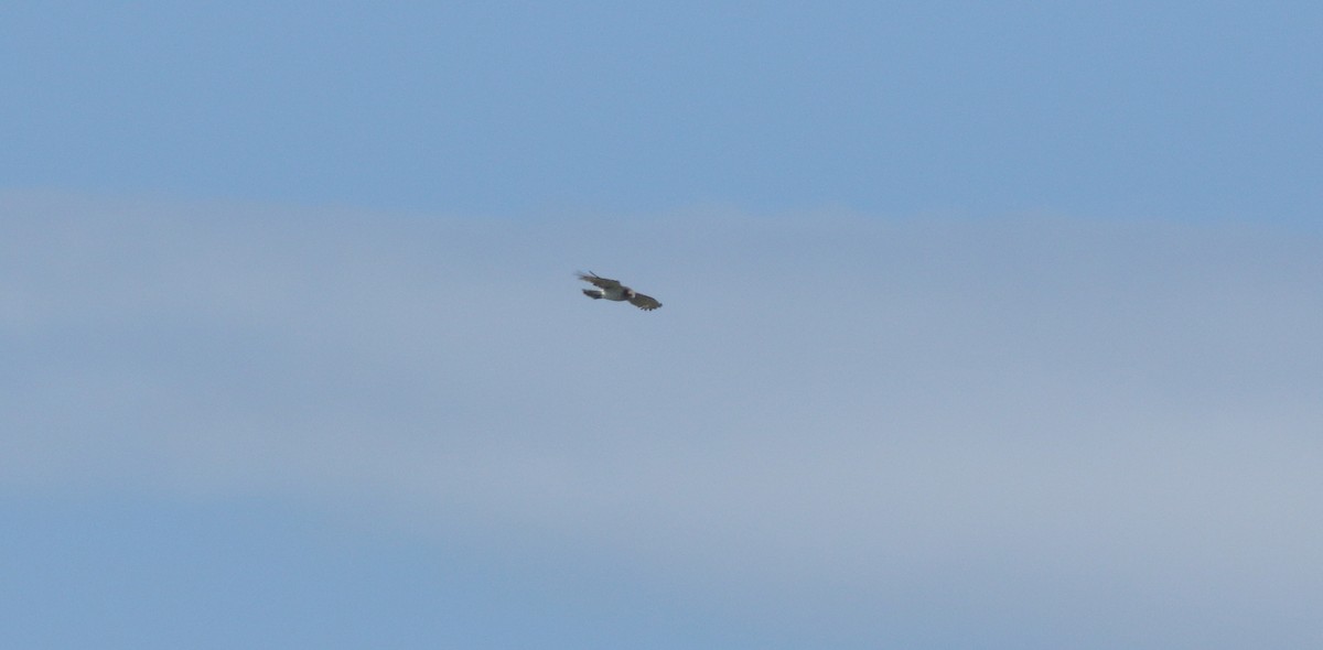 Short-toed Snake-Eagle - ML638271903