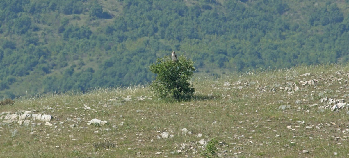 Short-toed Snake-Eagle - ML638271907