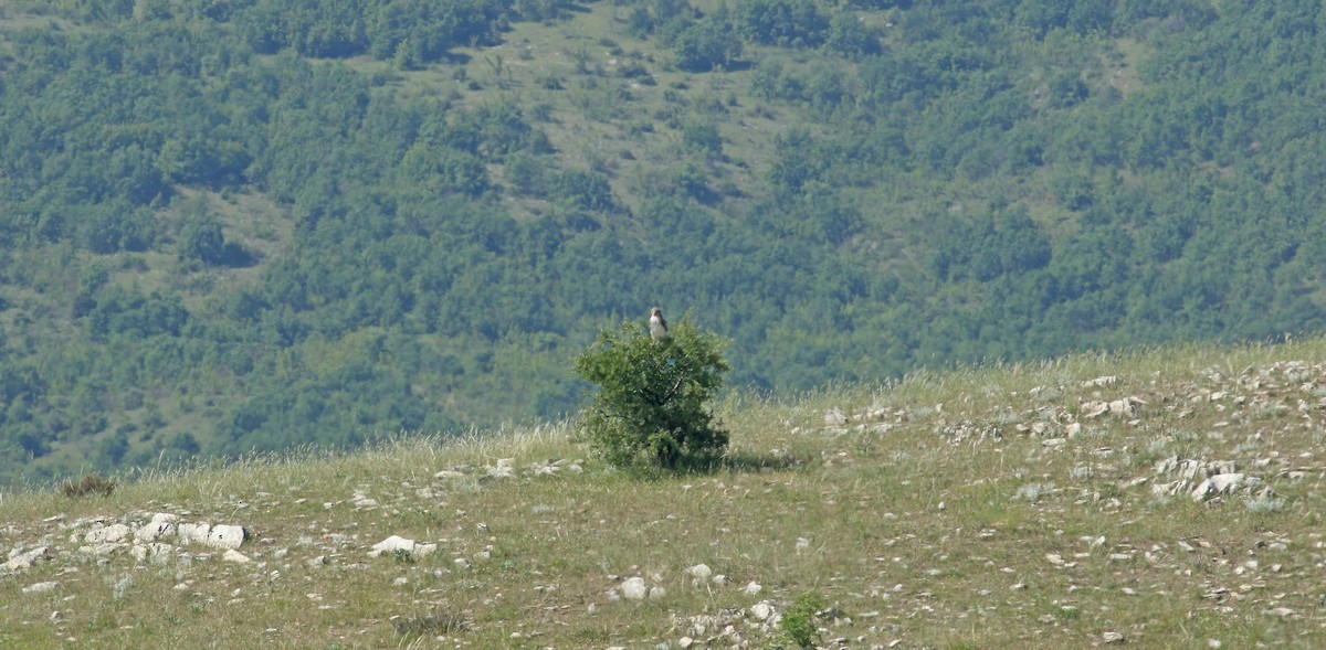 Short-toed Snake-Eagle - ML638271908