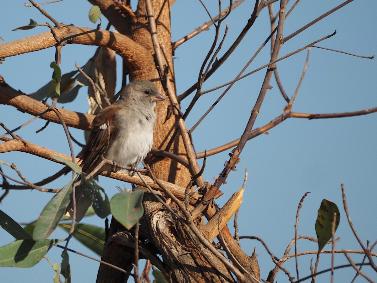 Southern Gray-headed Sparrow - ML638271910