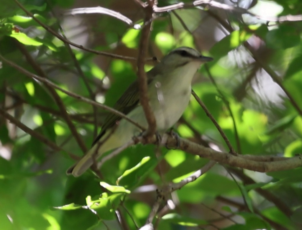 Black-whiskered Vireo - ML638271911