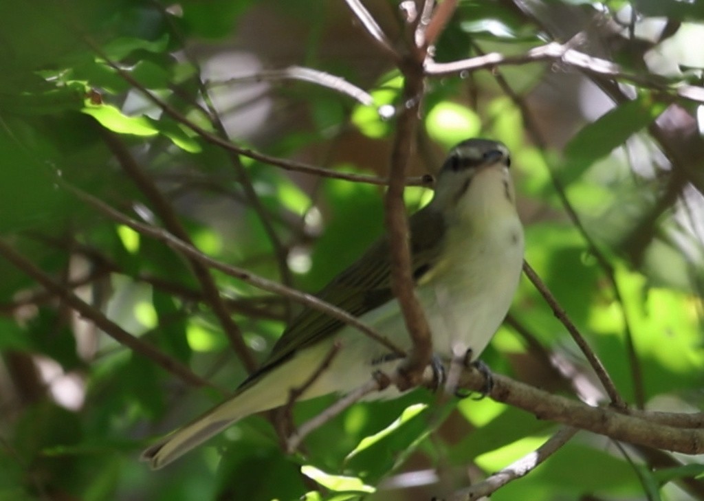 Black-whiskered Vireo - ML638271912