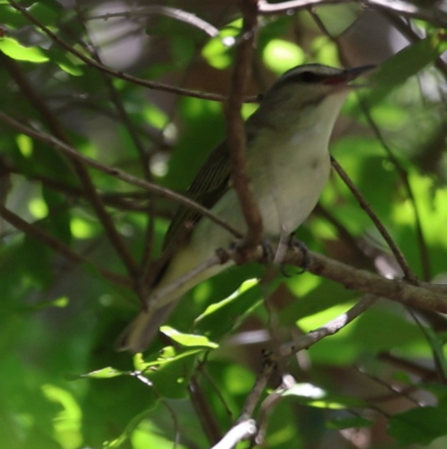 Black-whiskered Vireo - ML638271913