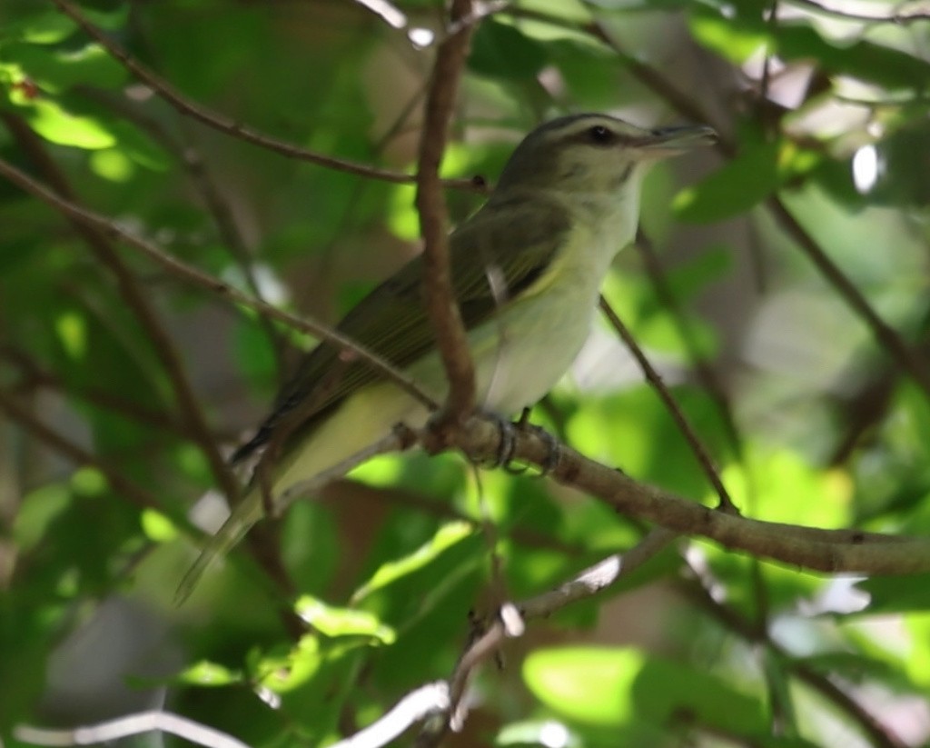 Black-whiskered Vireo - ML638271914