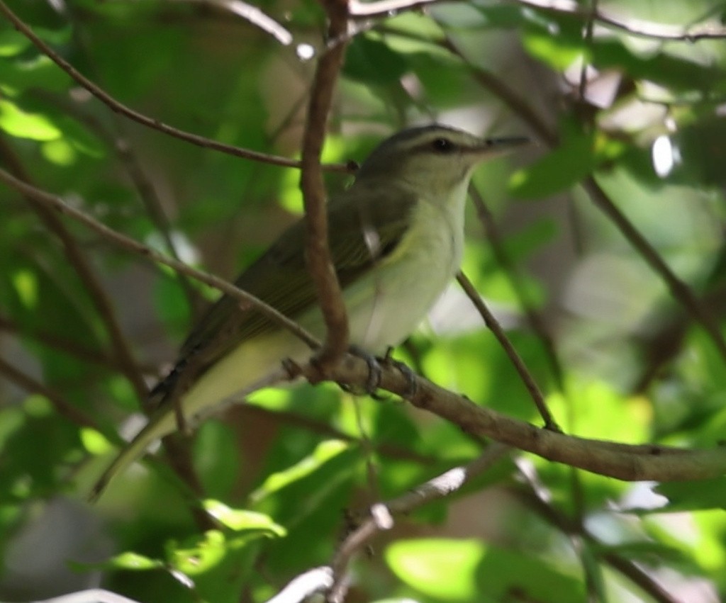 Black-whiskered Vireo - ML638271916
