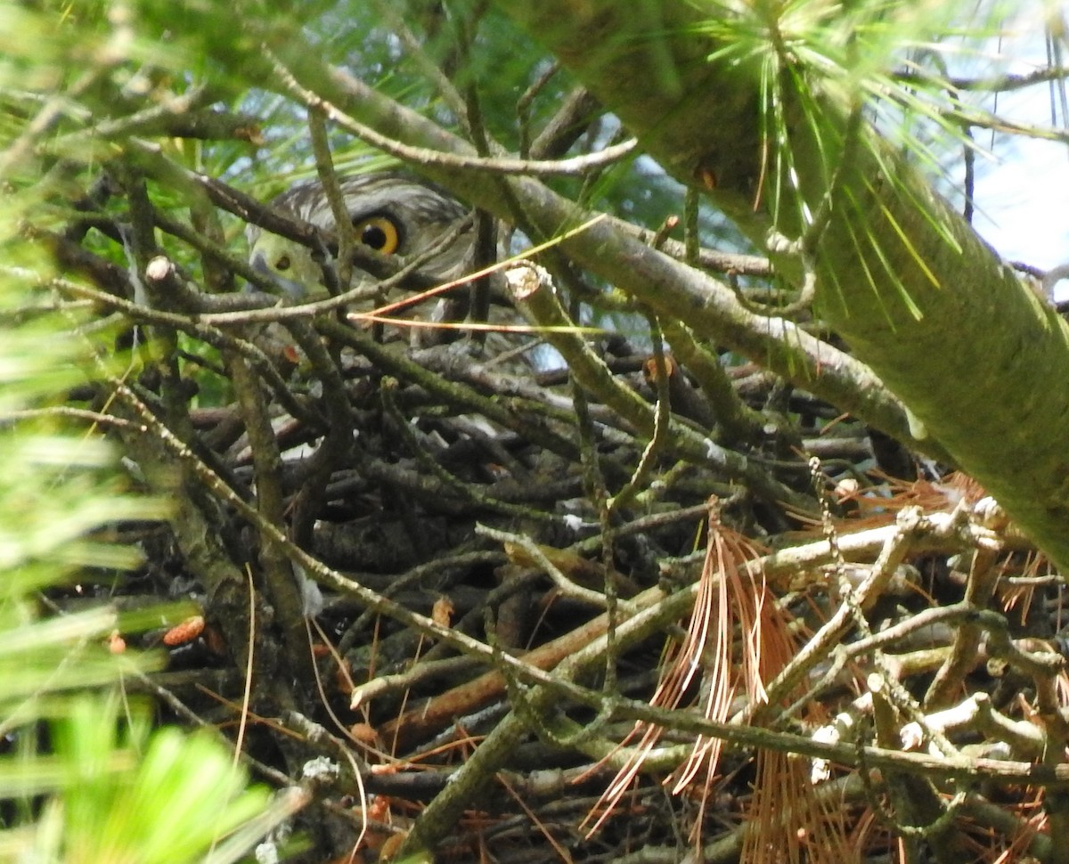 Cooper's Hawk - ML638271917