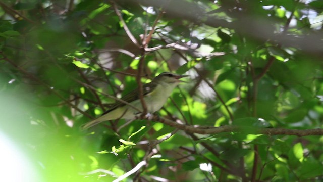 Black-whiskered Vireo - ML638271928