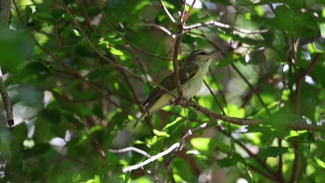 Black-whiskered Vireo - ML638271930