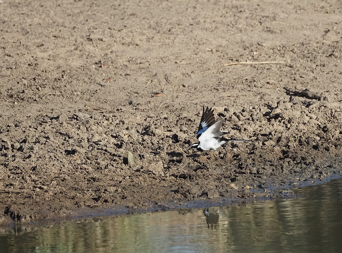 African Pied Wagtail - ML638271933
