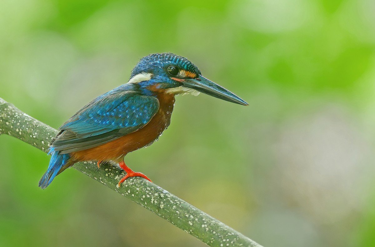 Blue-eared Kingfisher - ML638271939