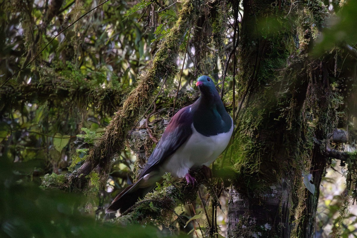 New Zealand Pigeon - ML638271948