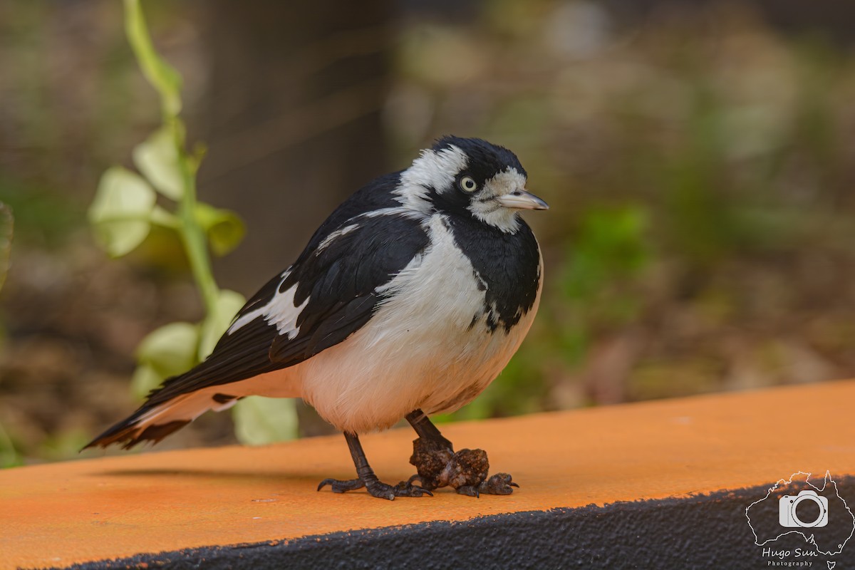 Magpie-lark - ML638271971