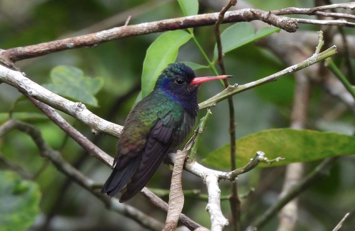 White-chinned Sapphire - ML638271977