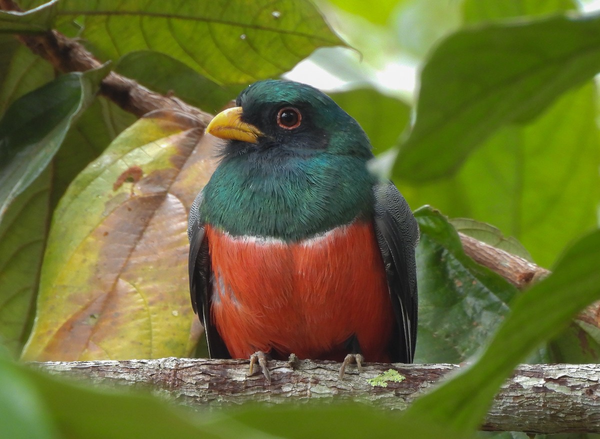 Black-tailed Trogon - ML638271981