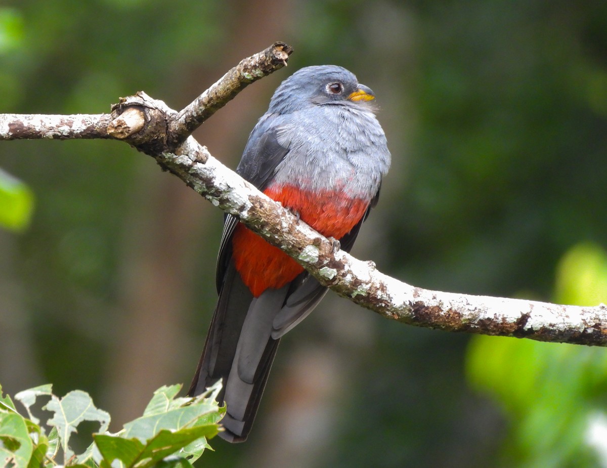 Black-tailed Trogon - ML638271982