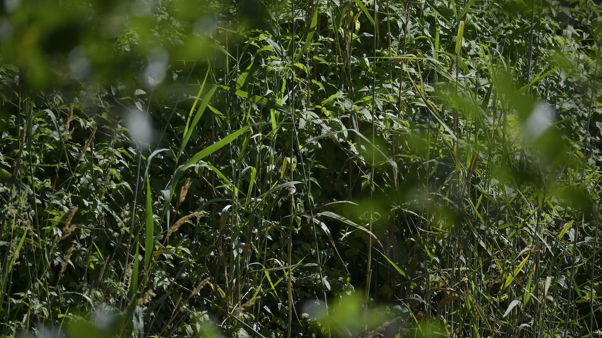 Marsh Warbler - ML638271984