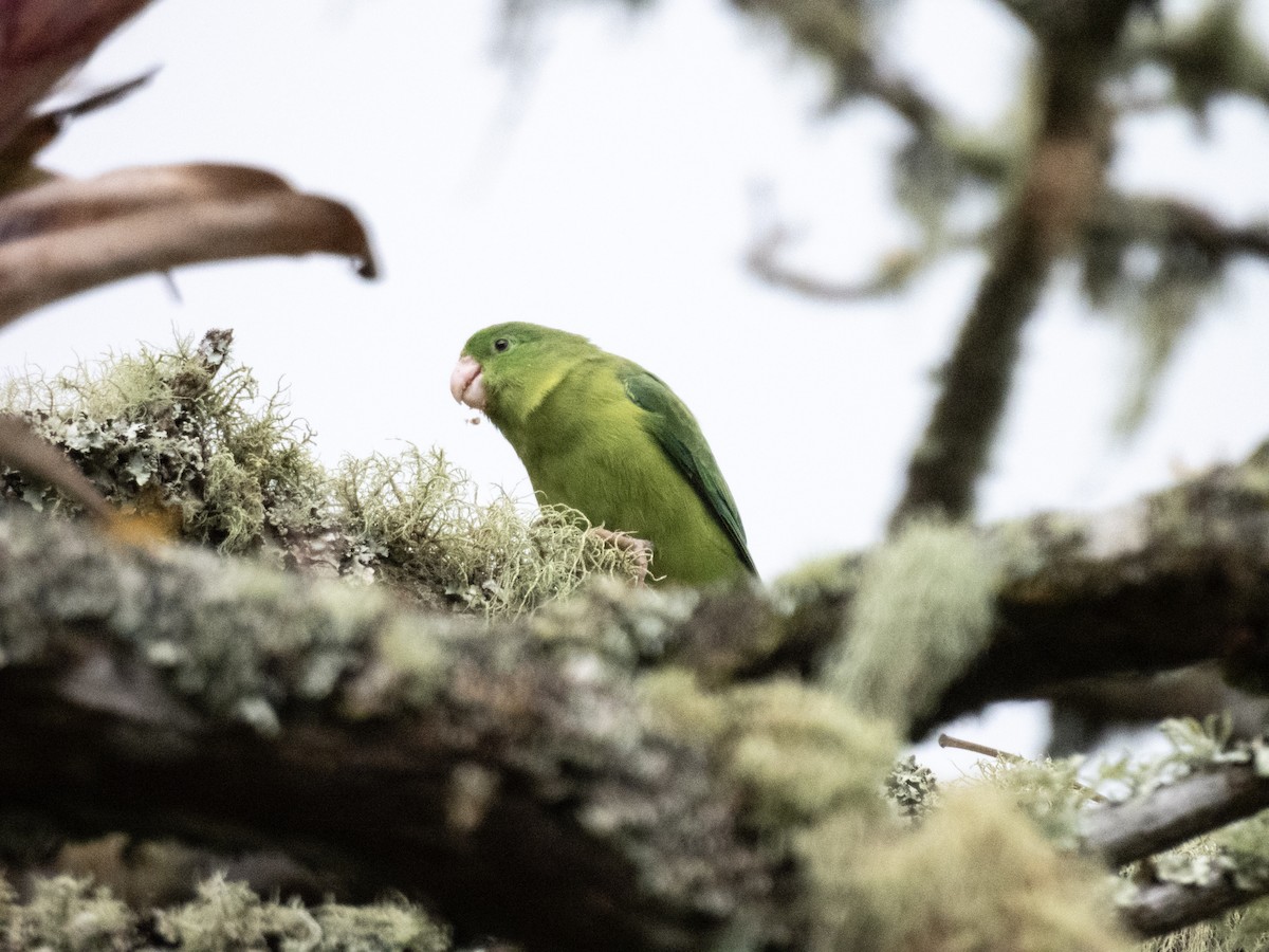 Spectacled Parrotlet - ML638271989