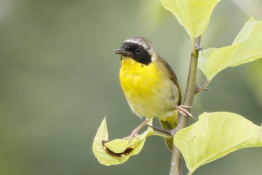 Common Yellowthroat - ML638271992