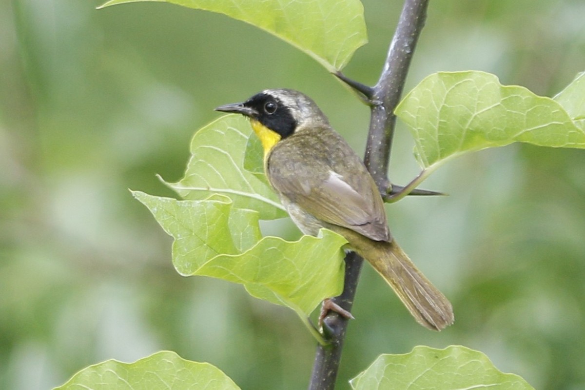 Common Yellowthroat - ML638271993