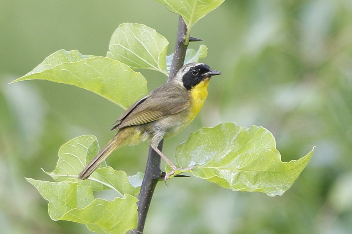 Common Yellowthroat - ML638271994
