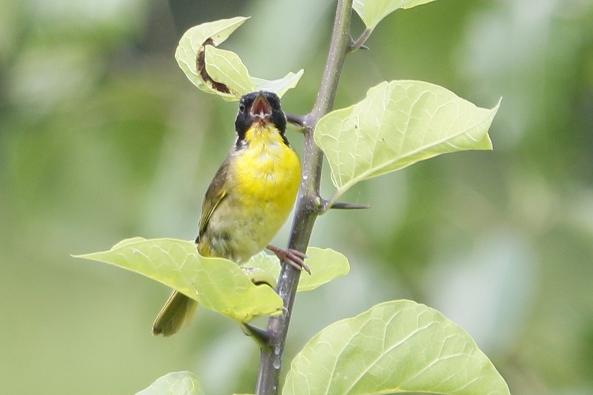Common Yellowthroat - ML638271995