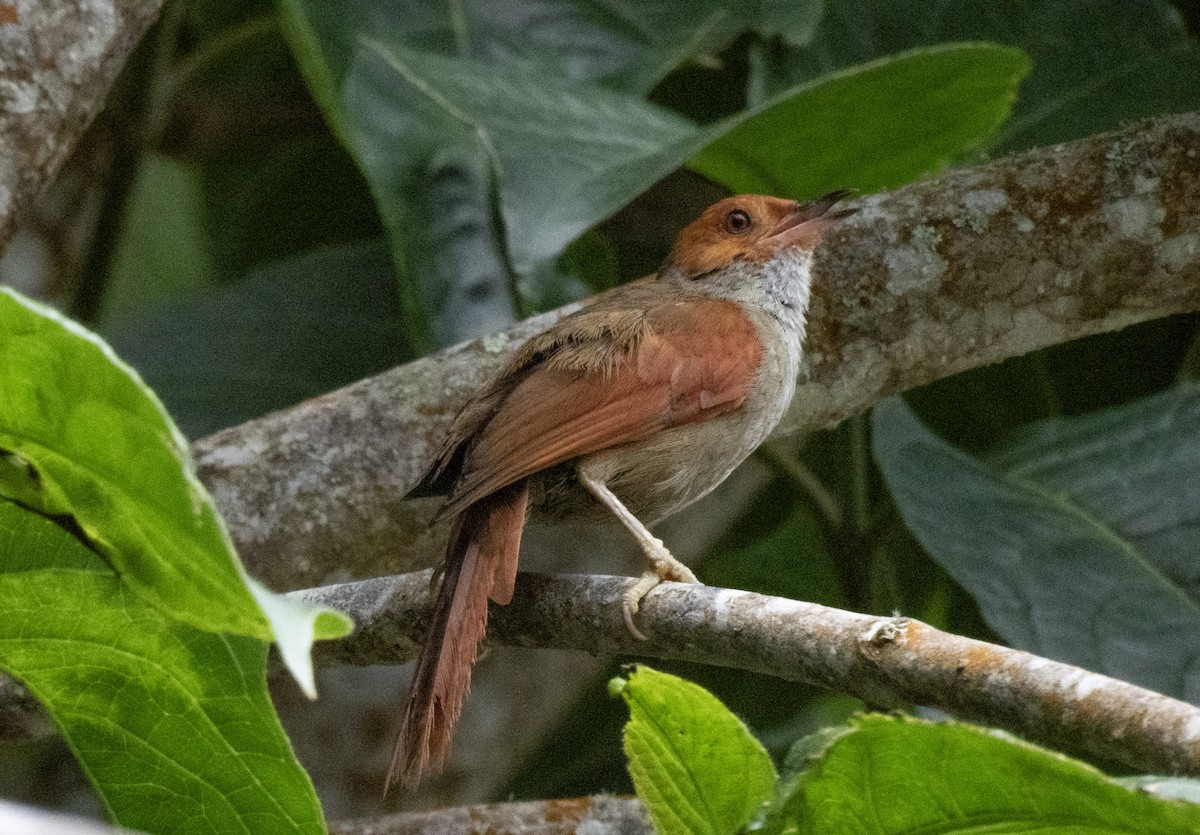 Red-faced Spinetail - ML638271998