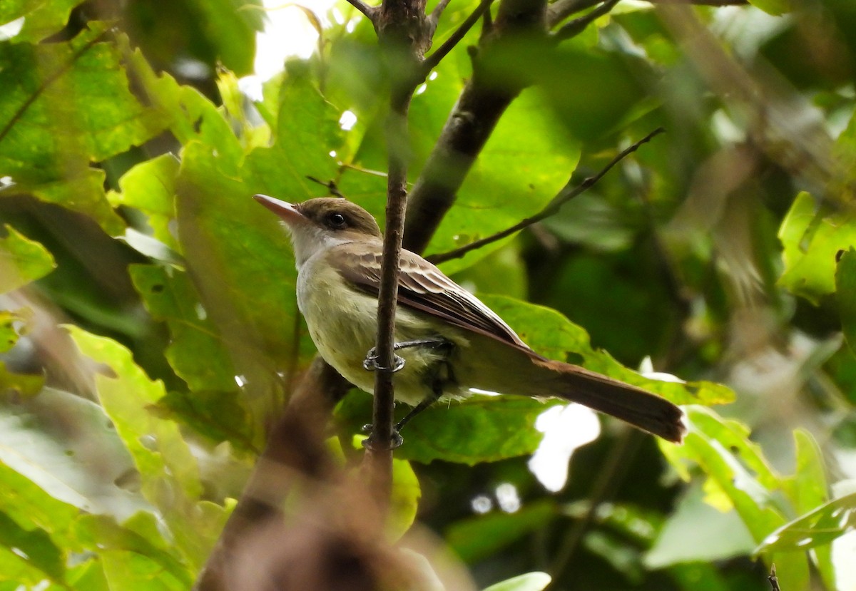 Swainson's Flycatcher - ML638272003