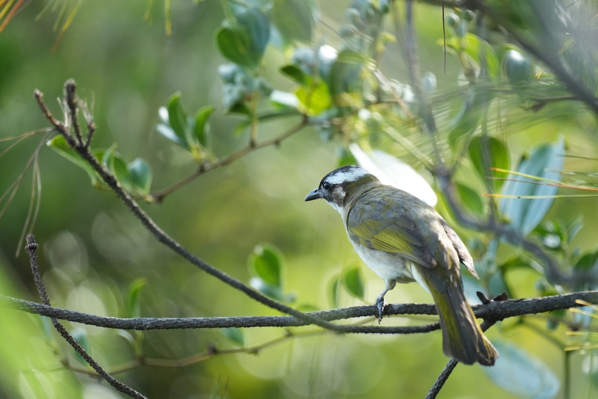 Light-vented Bulbul - ML638272004