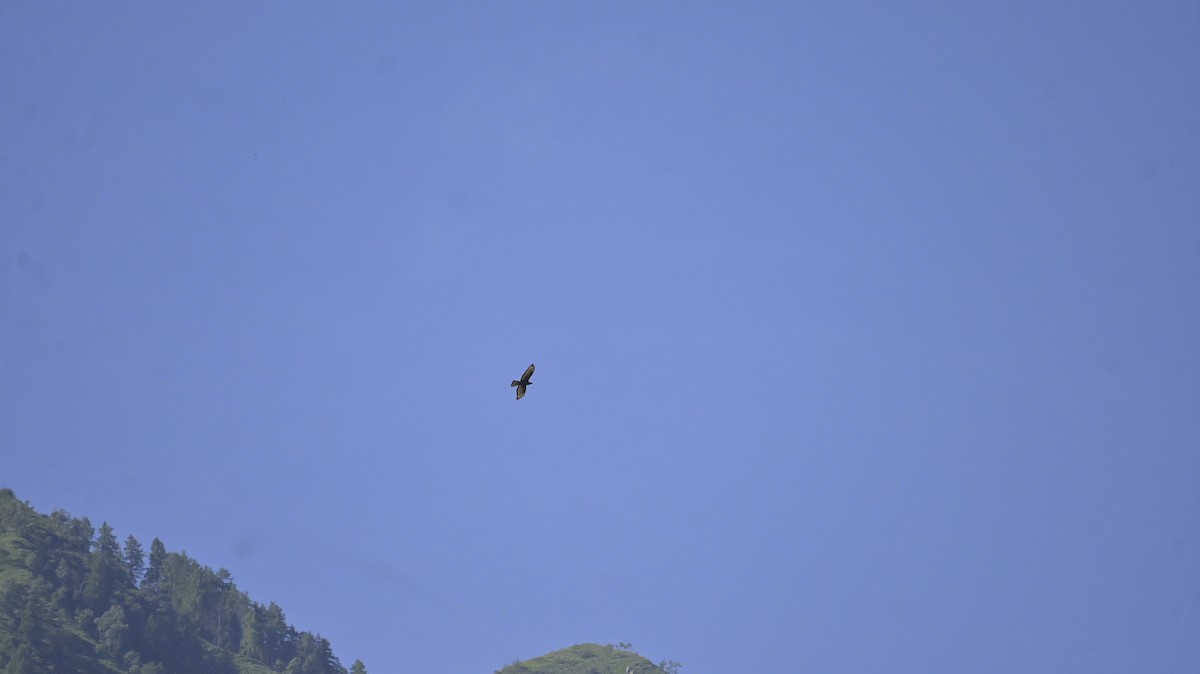 European Honey-buzzard - ML638272005