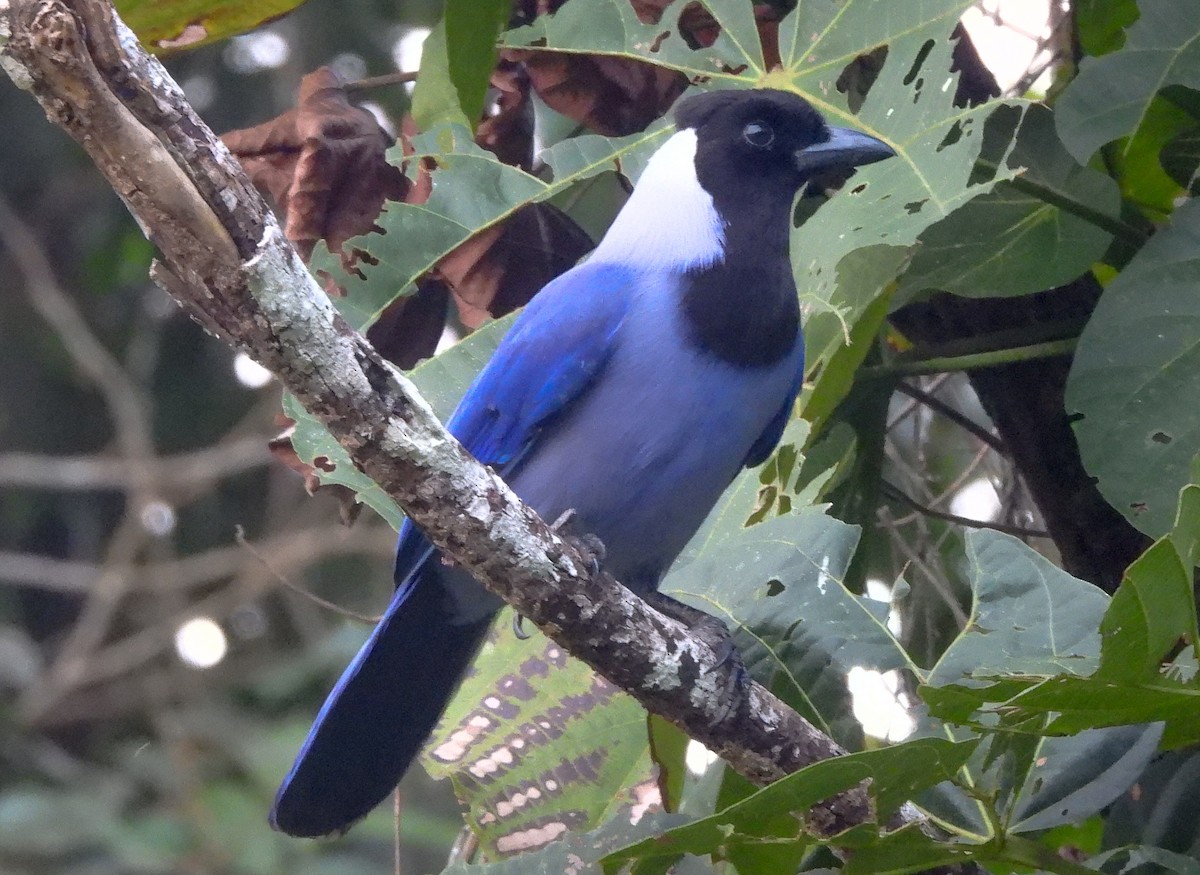 Violaceous Jay - ML638272015