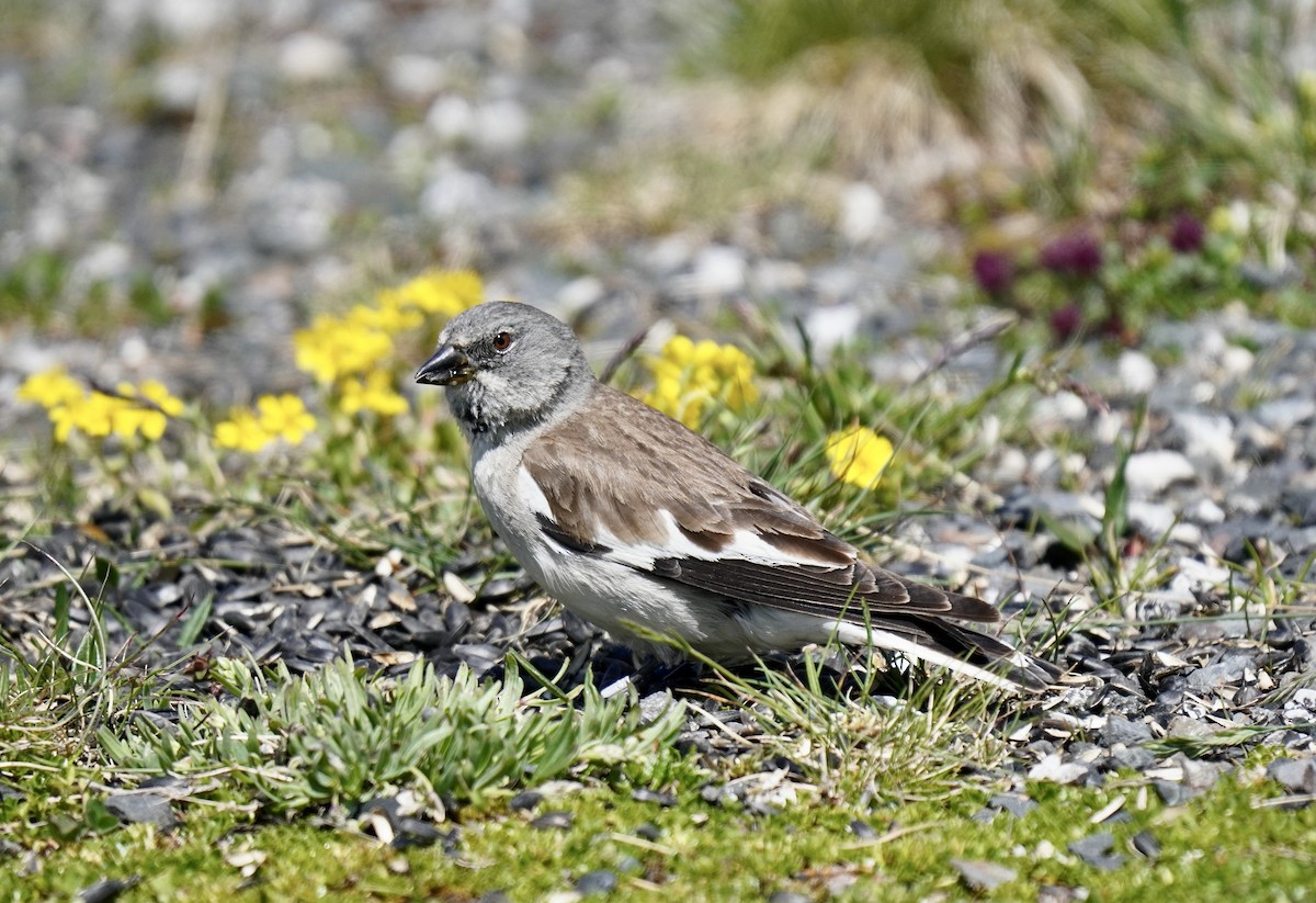 White-winged Snowfinch - ML638272016