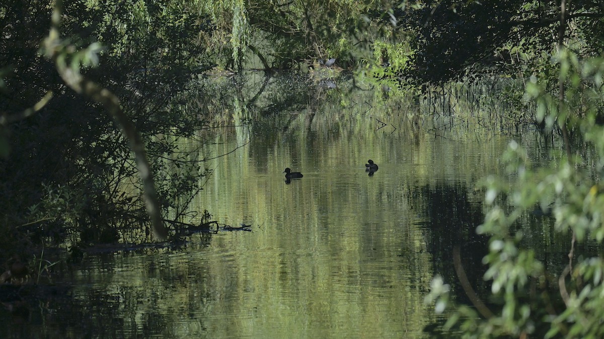 Eurasian Coot - ML638272028