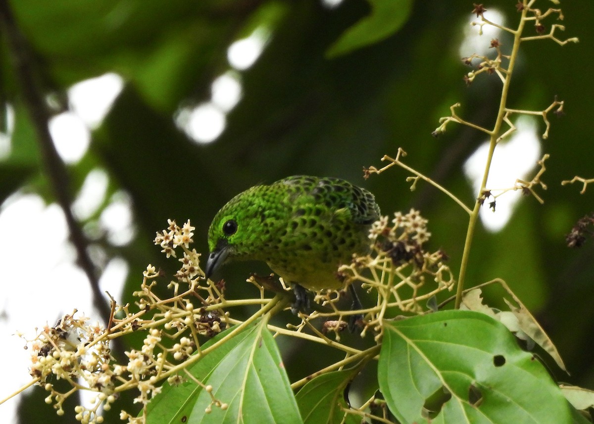 Yellow-bellied Tanager - ML638272036