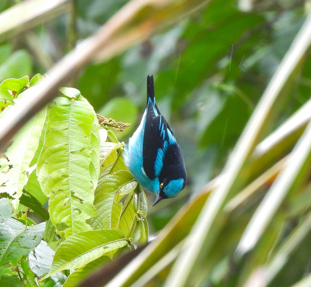 Black-faced Dacnis - ML638272042