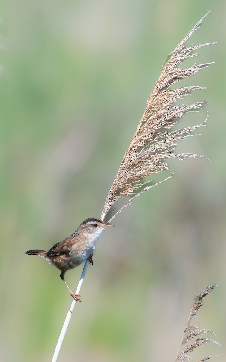 Marsh Wren - ML638272051