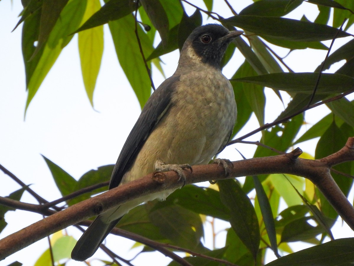 Black-faced Cotinga - ML638272054
