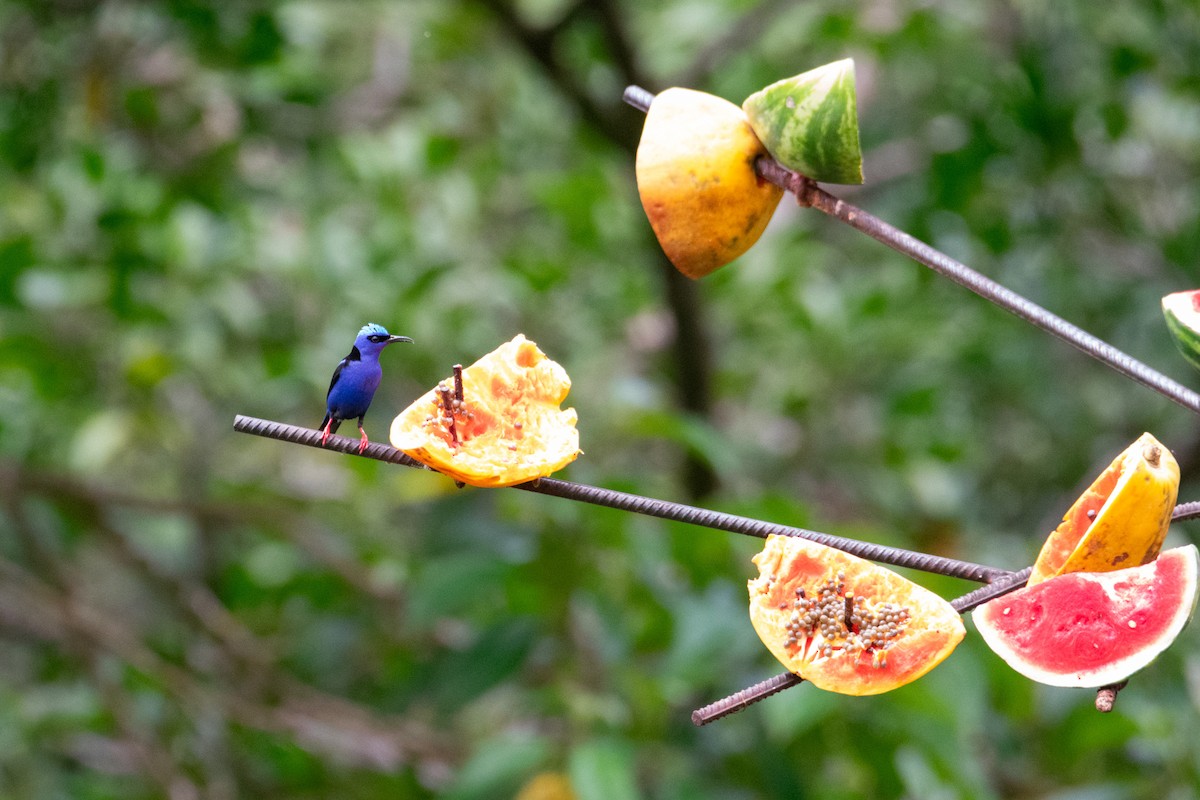 Red-legged Honeycreeper - ML638272064