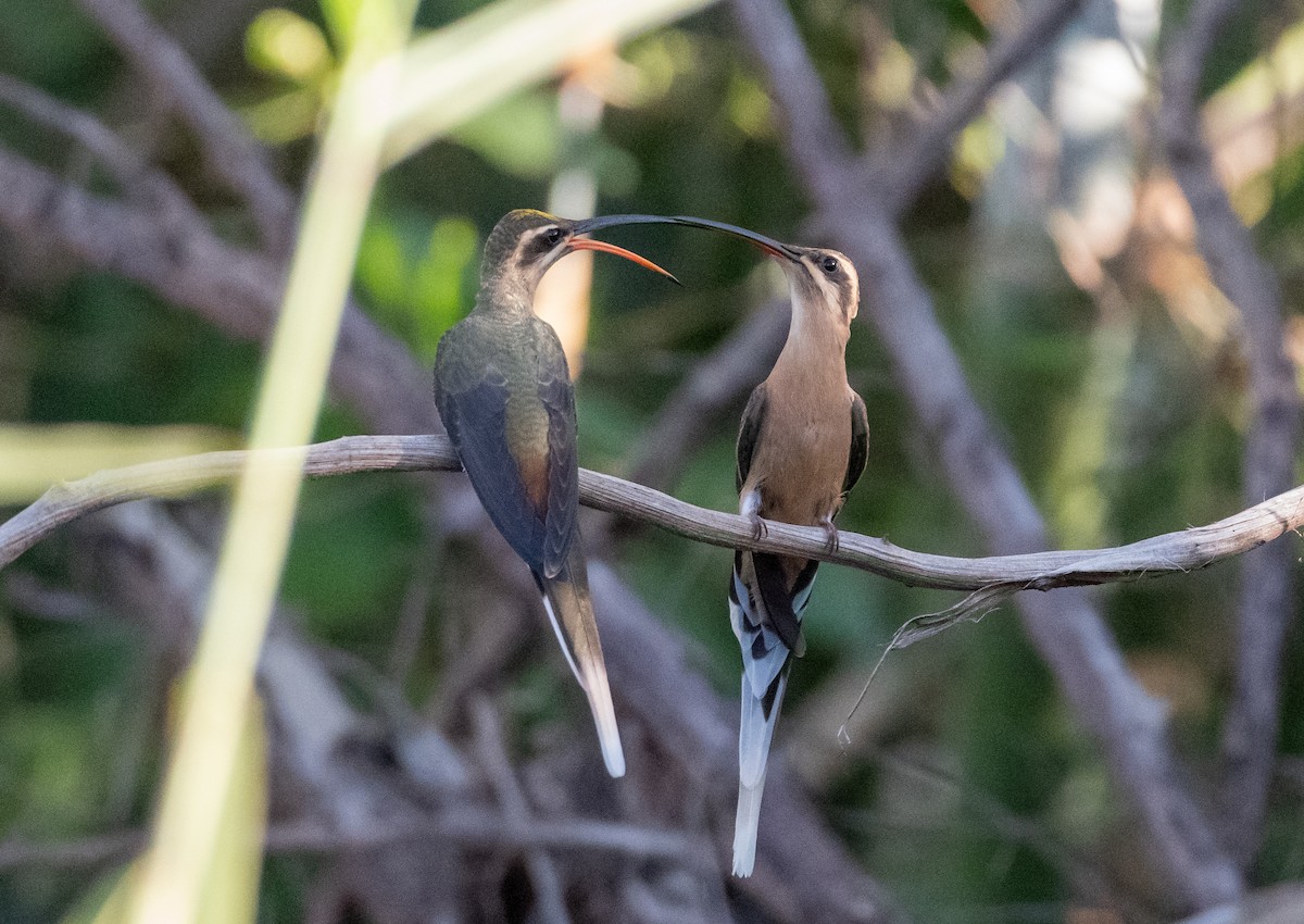 Planalto Hermit - ML638272068