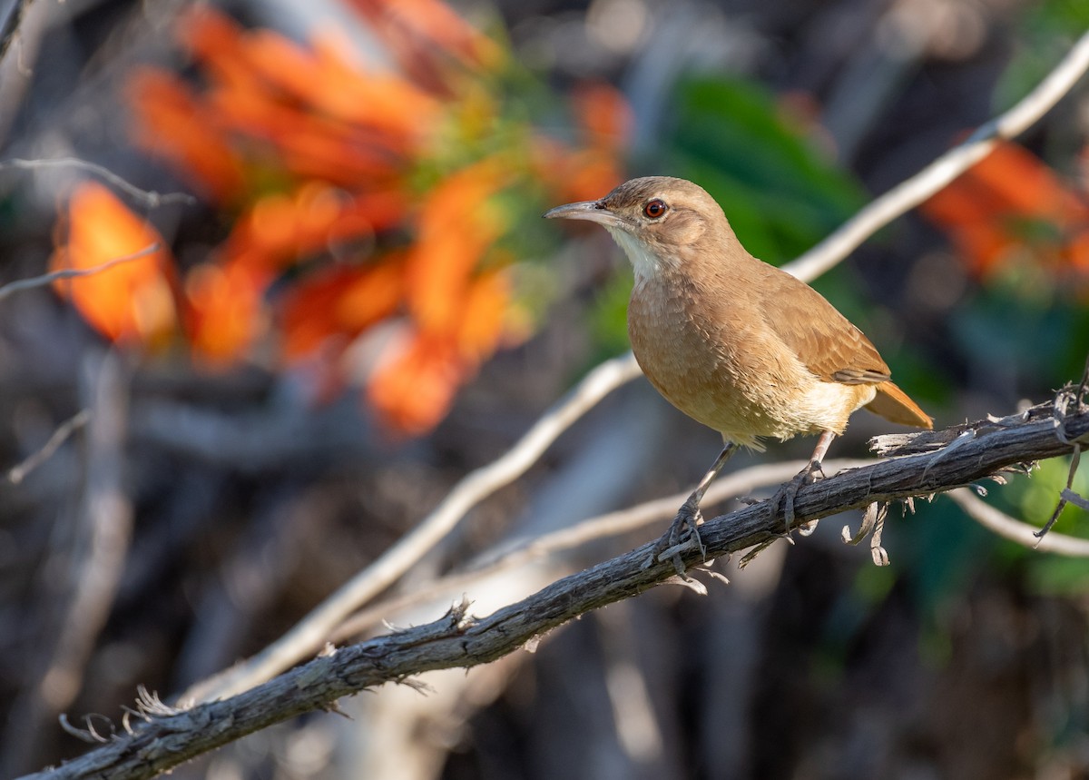 Rufous Hornero - ML638272081