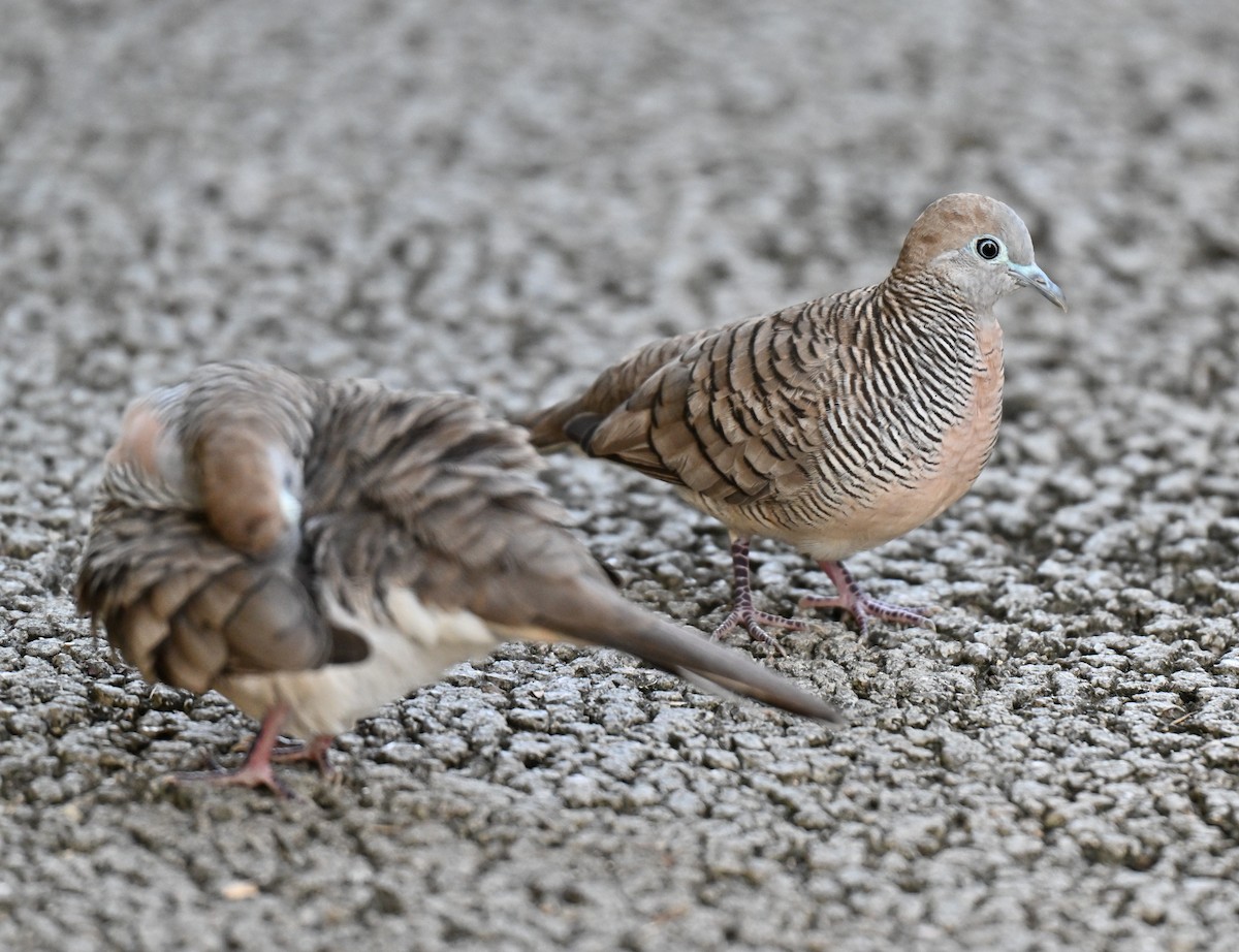 Sperbertäubchen - ML638272083