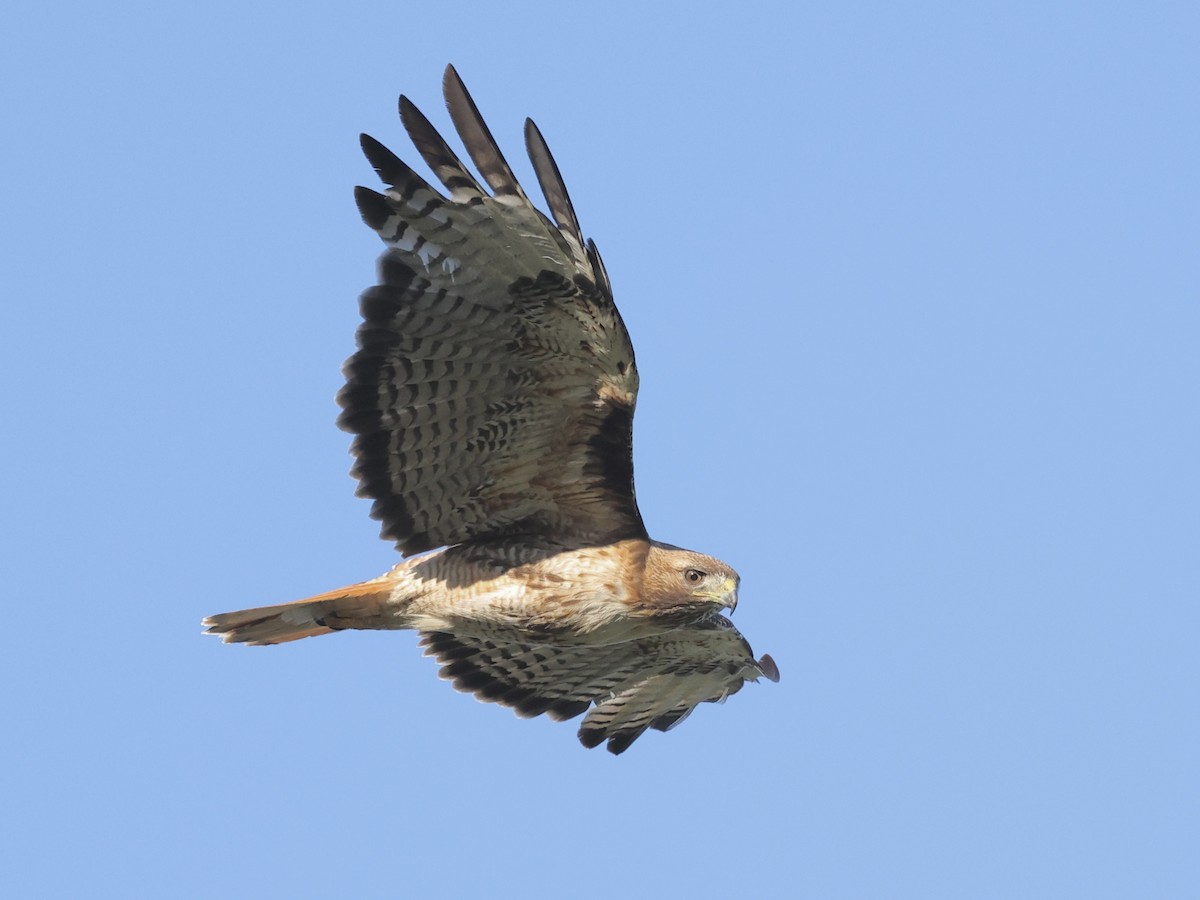 Red-tailed Hawk - ML638272087