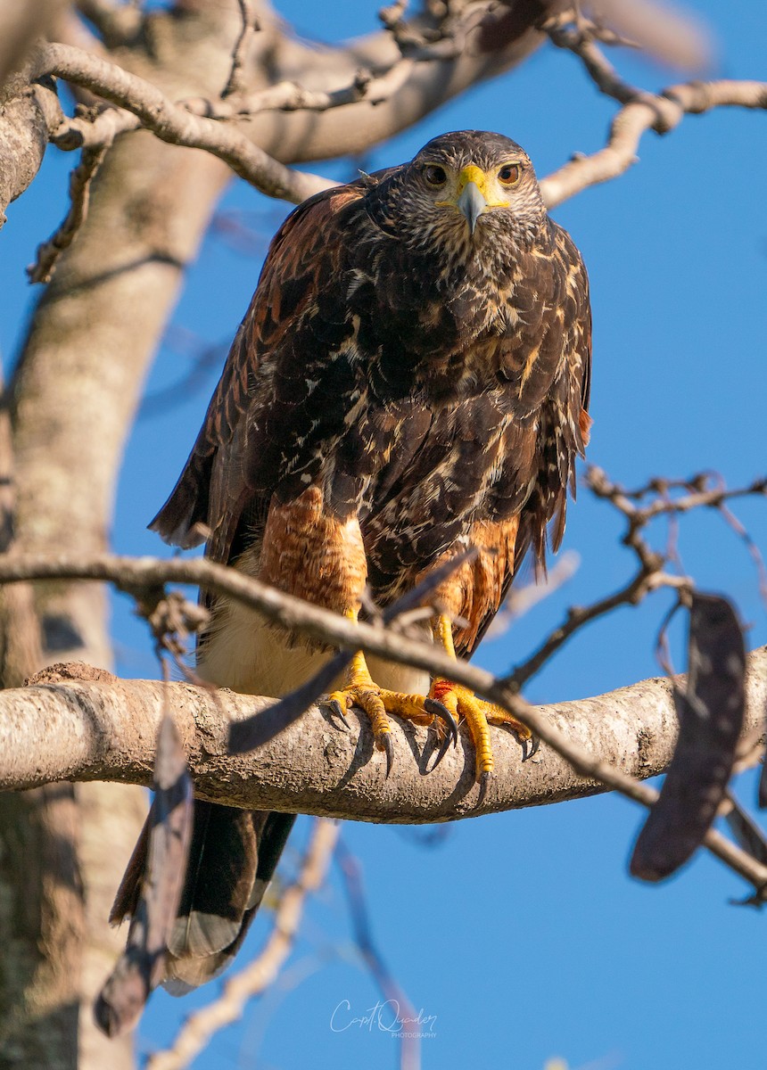 Harris's Hawk - ML638272101