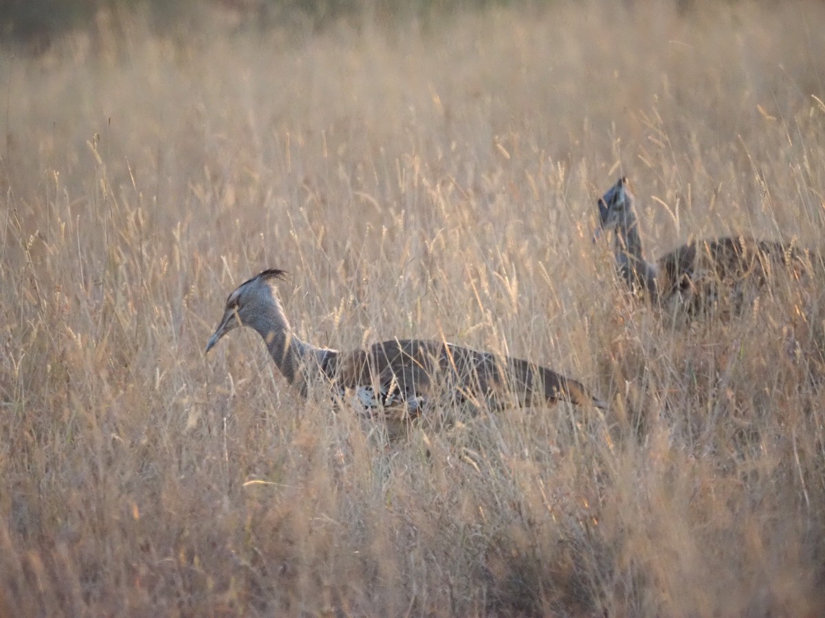 Kori Bustard - ML638272117